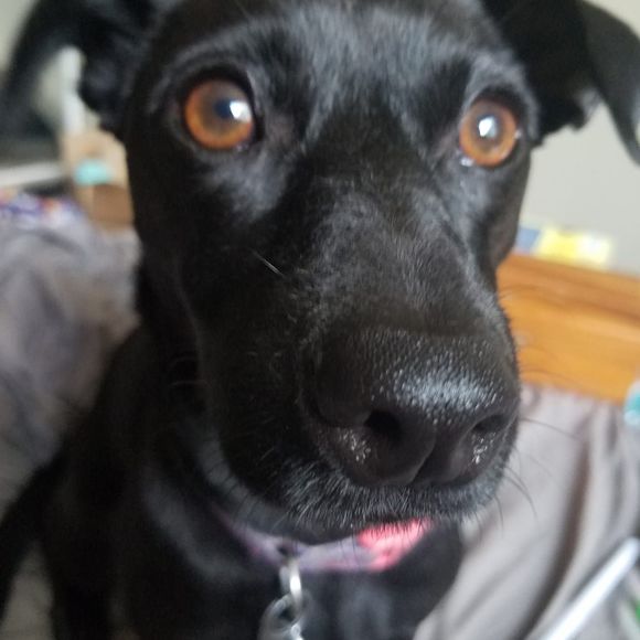 Meet your Posher, Jillian - Picture 1 of 1